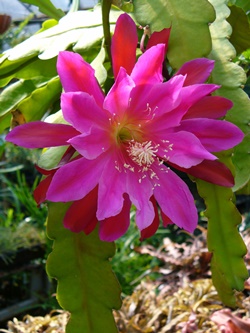 Succulents & Cacti copyright � almostedenplants.com